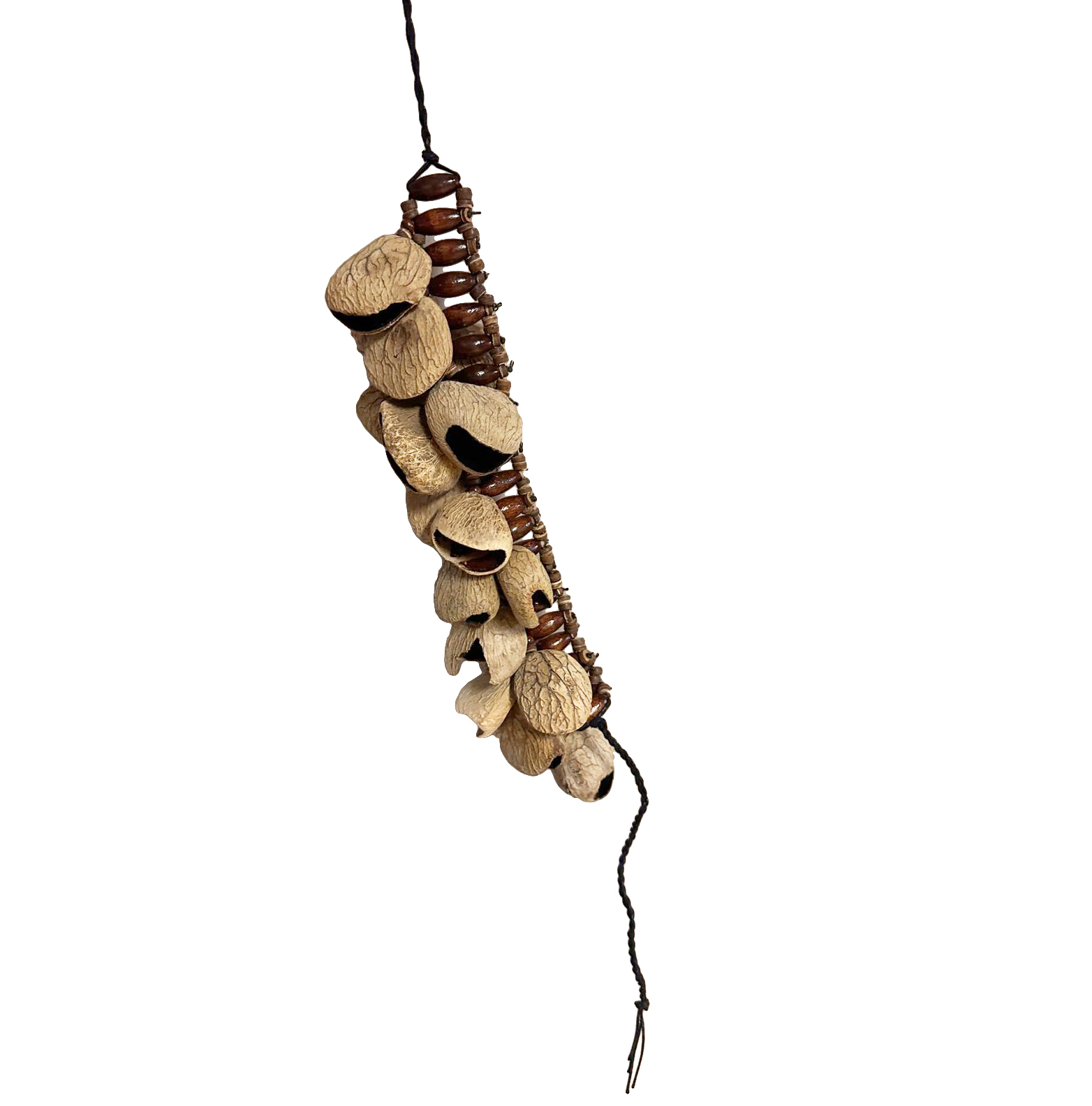 2025_65_graine_pangi4__1761138958_967