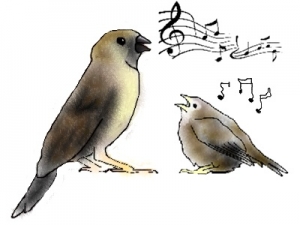 Comment imiter le chant des oiseaux ?